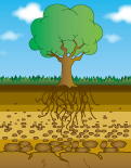 Soil Profile Graphic