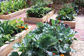 Photo of raised gardening beds