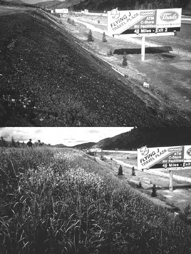 Figure 2. Application of composted biosolids at Bunker Hill successfully converted barren, metal-contaminated areas to productive use within three growing seasons.