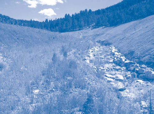 Figure 2. The ecological approach used to address AMD in the Balarat Gulch relies on revegetation with native plants to help stabilize banks of the diversion channel constructed four years ago.