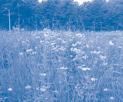 Figure 3. Within six months after prescribed burning, prairie areas at the Oxy site contained a predominance of desirable native plants such as black-eyed Susans (Rudbeckia hirta).