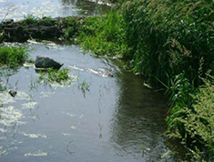 Figure 5. Returning beaver population and habitat at the Groundwater Plume site wetlands.