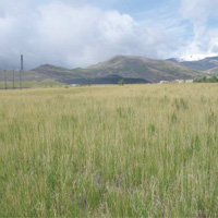 Perennial grasses now cover the Site