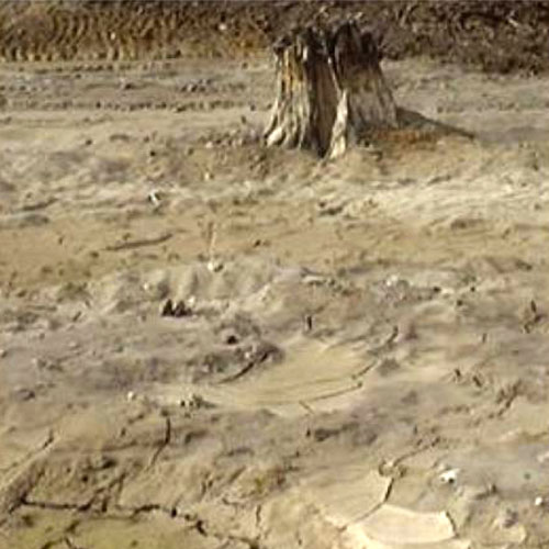 West Page Swamp area, before (Source: Dr. Sally Brown, University of Washington)